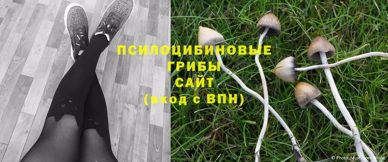 Псилоцибиновые грибы Cubensis  mega как зайти  Подпорожье  закладка 